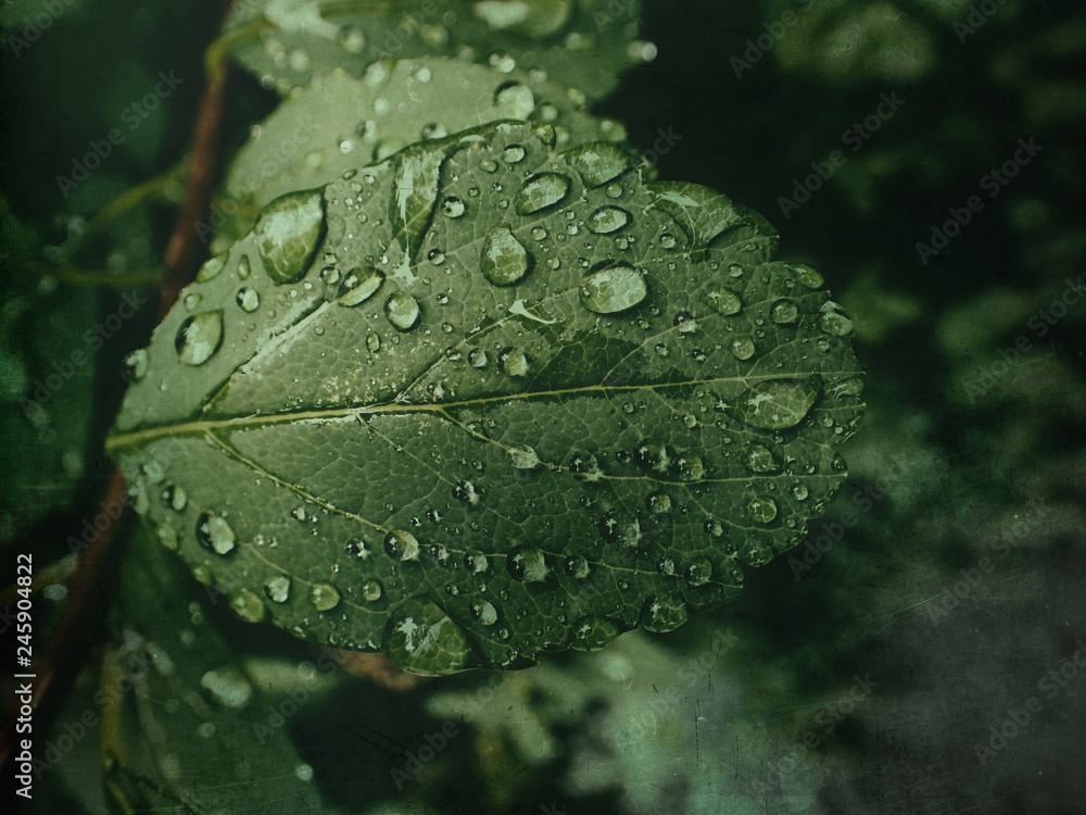  summer plant with raindrops on green leaves