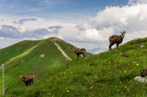 Fototapeta Naklejka Na Ścianę i Meble -  Tatra Chamois (Rupicapra rupicapra tatrica) in a natural environment. Western Tatras. Poland.