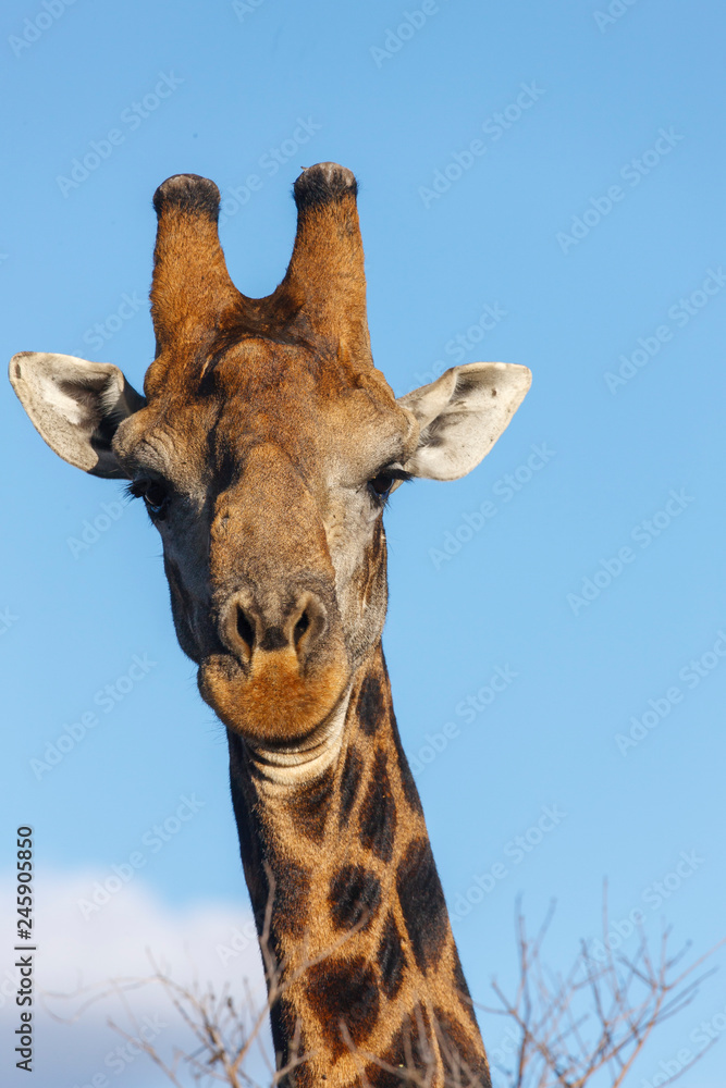 Naklejka premium South African giraffe or Cape giraffe (Giraffa camelopardalis giraffa). North West Province. South Africa