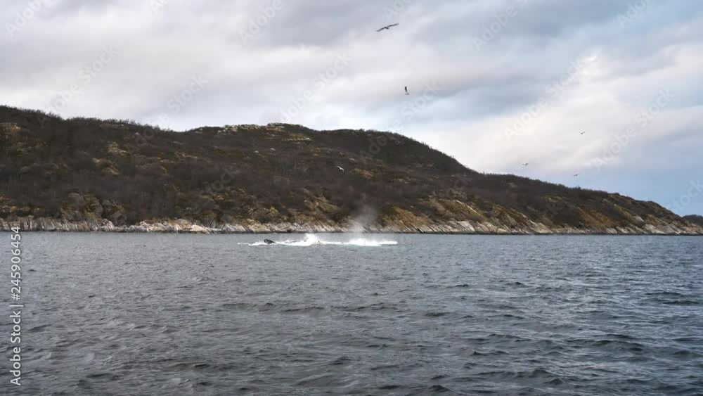 orcas and humpback whales hunting for herrings in the fjords of Norway in winter orcas and humpback whales hunting for herrings in the fjords of Norway in winter