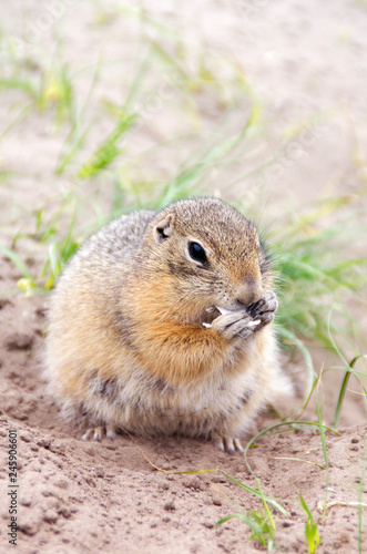 Gopher eats a seed