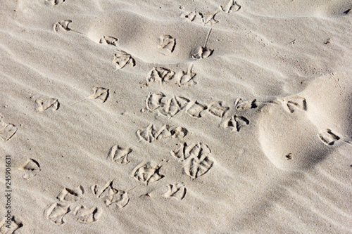 Bird footprints photo