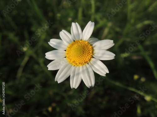 Fototapeta Naklejka Na Ścianę i Meble -  daisy in the grass