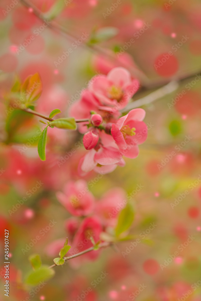 Fototapeta premium Spring time. Blooming pink branches. Macro, blur effect and selective focus