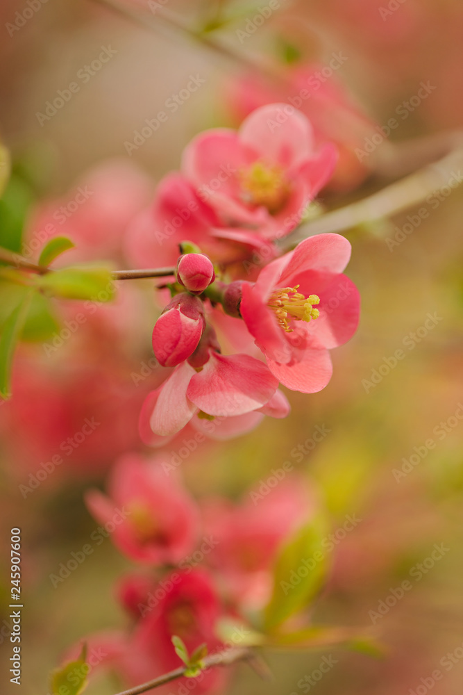 Spring time. Blooming pink branches. Macro, blur effect and selective focus Spring time. Blooming pink branches. Macro, blur effect and selective focus