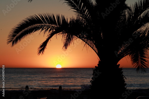 Sonnenuntergang am Meer in Kapstadt mit Palmen © Imagecreator