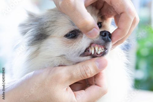 Fototapeta Naklejka Na Ścianę i Meble -  Closeup teeth of pomeranian dog with tartar, pet health care concept, selective focus