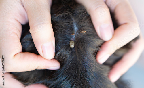 Closeup hand showing big tick parasite on a dog skin, selective focus