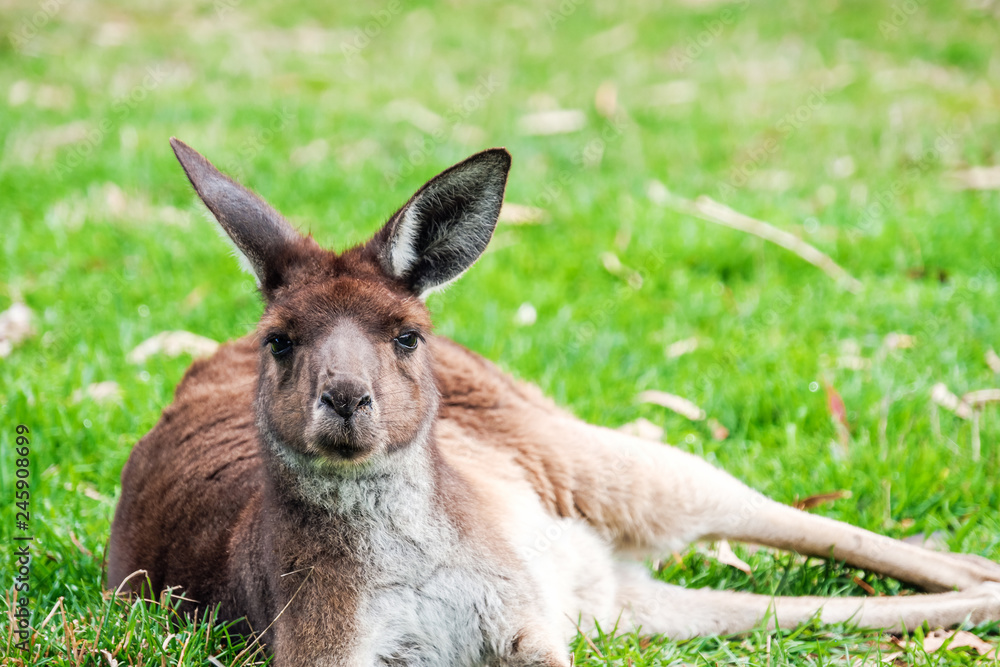 Fototapeta premium Australian kangaroo laying on the grass 