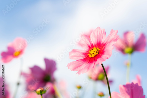 Closeup beautiful pink cosmos flower with blue sky background, selective focus © mraoraor