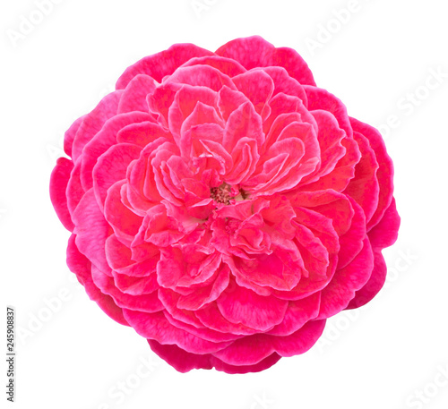 Beautiful sweet pink rose flower isolated on white background  love and romantic concept