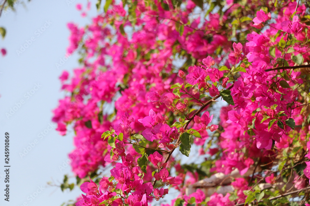 Trees Planet, Bougainvillea glabra or Paper Flower Trees Planet, Bougainvillea glabra or Paper Flower