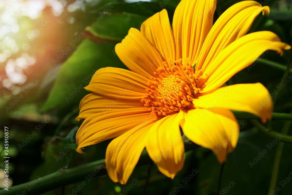 Fototapeta premium Beautiful little yellow flower, Tree marigold or Mexican sunflower, with green leaves and sunlight in the morning background. Nature background concept.