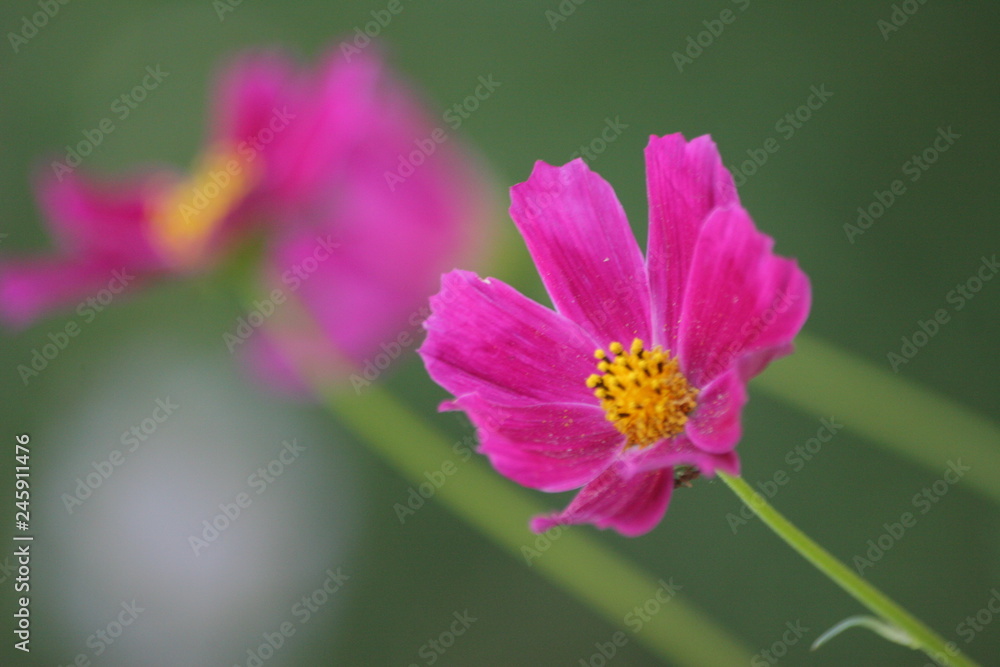 Open flower Dahlia imperialis pink closeup Open flower Dahlia imperialis pink closeup