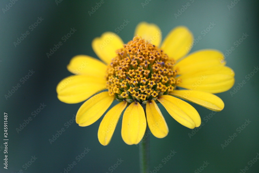 Open flower Osteospermum with yellow core Open flower Osteospermum with yellow core