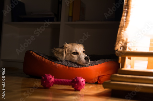 Wallpaper Mural Time to sleep, there was plenty of play today Torontodigital.ca