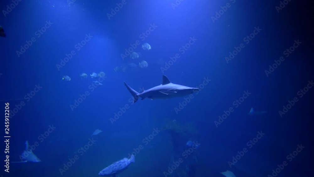 marine park at zoo, sharks and school of fish swim in large blue aquarium