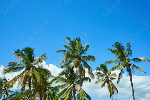 Coconut palm trees below a blue sky with some clouds on a Mautitian sugar cane plantation