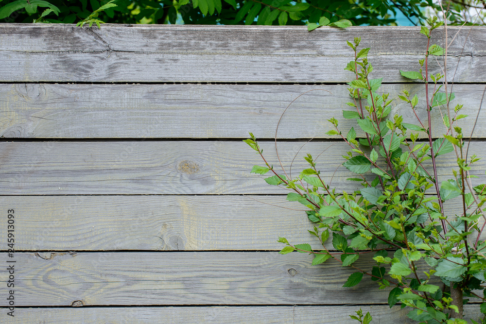 Obraz premium Wooden background