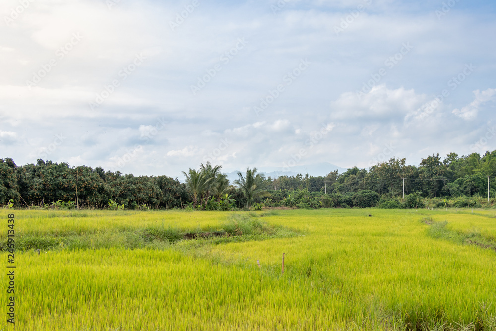 Paddy rice field with water drops Paddy rice field with water drops