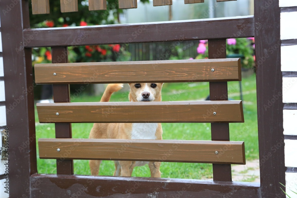 the doggie valiantly guards the owner's plot the doggie valiantly guards the owner's plot