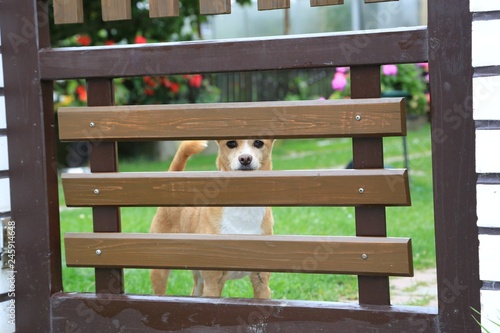 the doggie valiantly guards the owner's plot