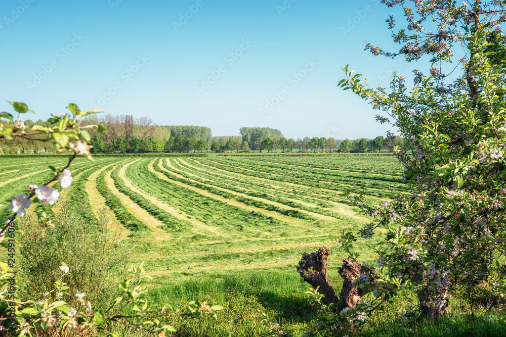 View of a freshly mown meadow in De Betuwe region