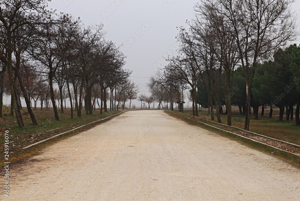 dirt road in the park, in winter