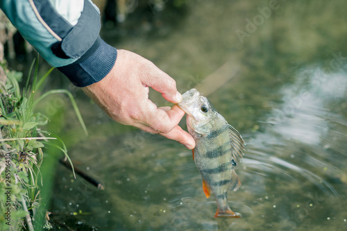 fisherman releases the fish caught in the lake or river photo