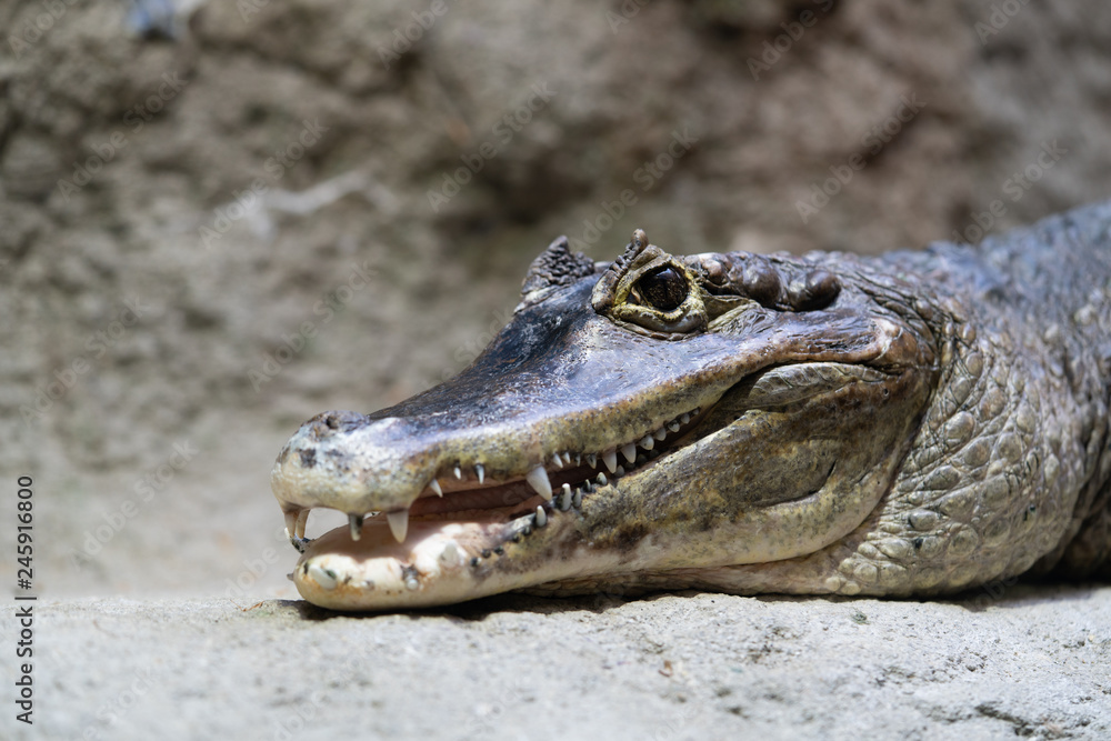 Obraz premium メガネカイマン Spectacled caiman