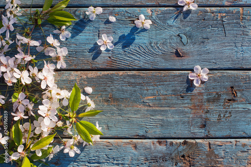 white spring flowers on old blue wooden background