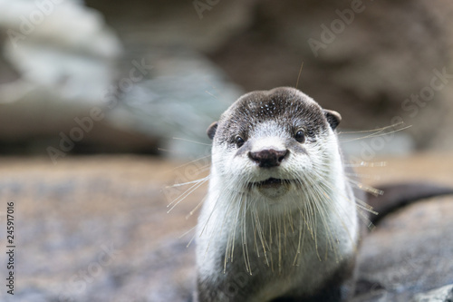 ツメナシカワウソ African clawless otter
