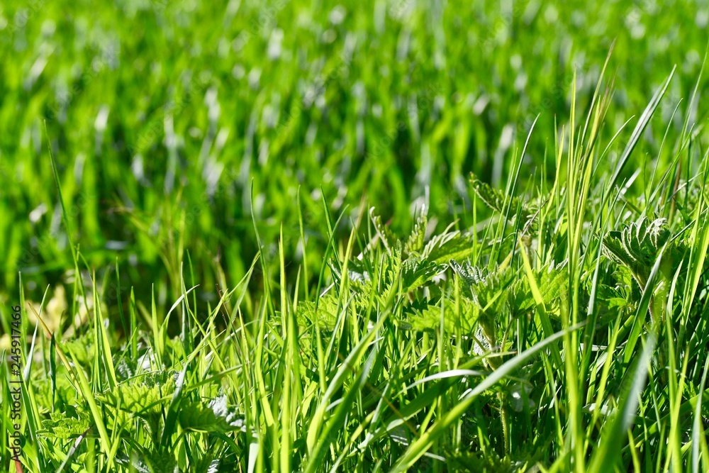 Fototapeta premium green vegetation