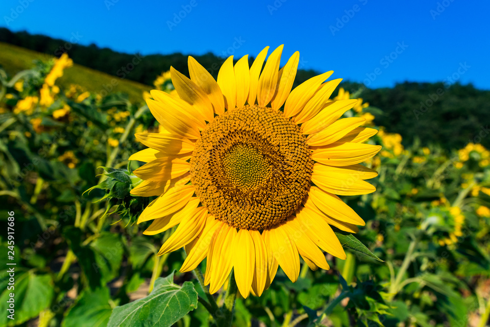 sunflower