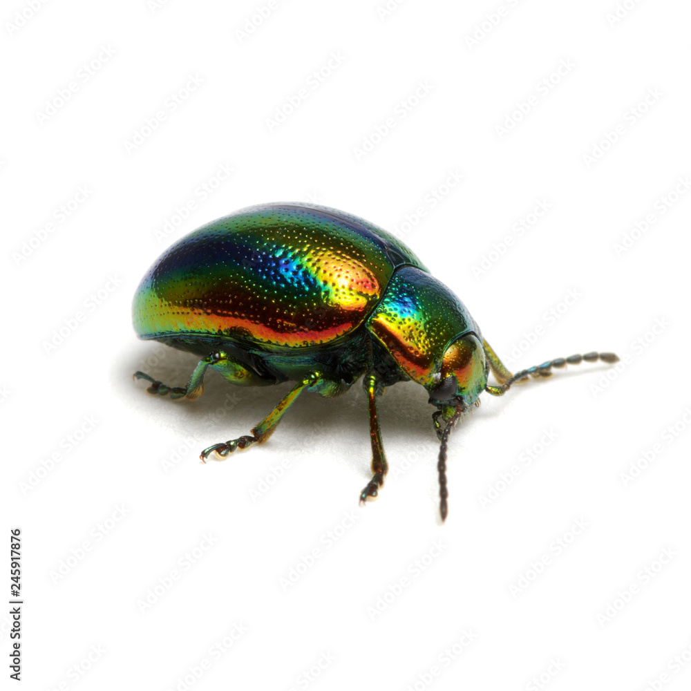 Naklejka premium Green beetle isolated on white