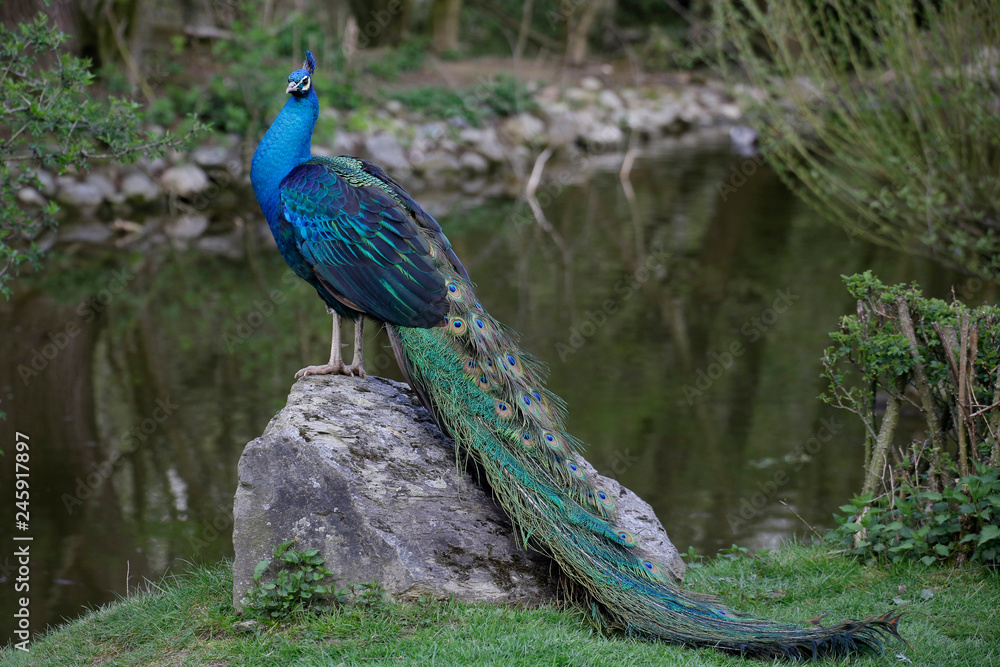 Blaue Pfau (Pavo cristatus) steht auf Stein Blaue Pfau (Pavo cristatus) steht auf Stein