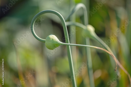 Gardening: winter garlic in the stage of budding, flowering. Stems of winter garlic, twisted in a spiral, close-up on a blurred background. photo