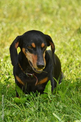 black Dachshund Teckel