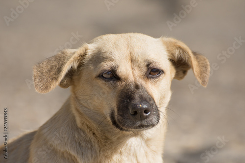 white sad dog ,head