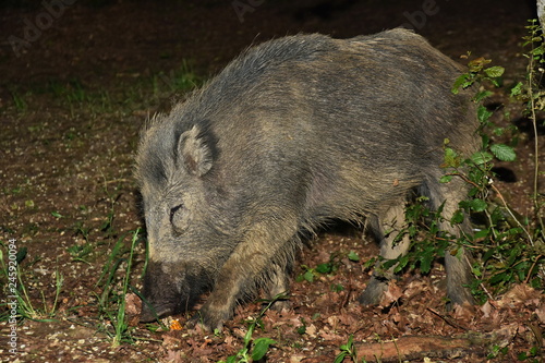 Wild boar in forest clearing