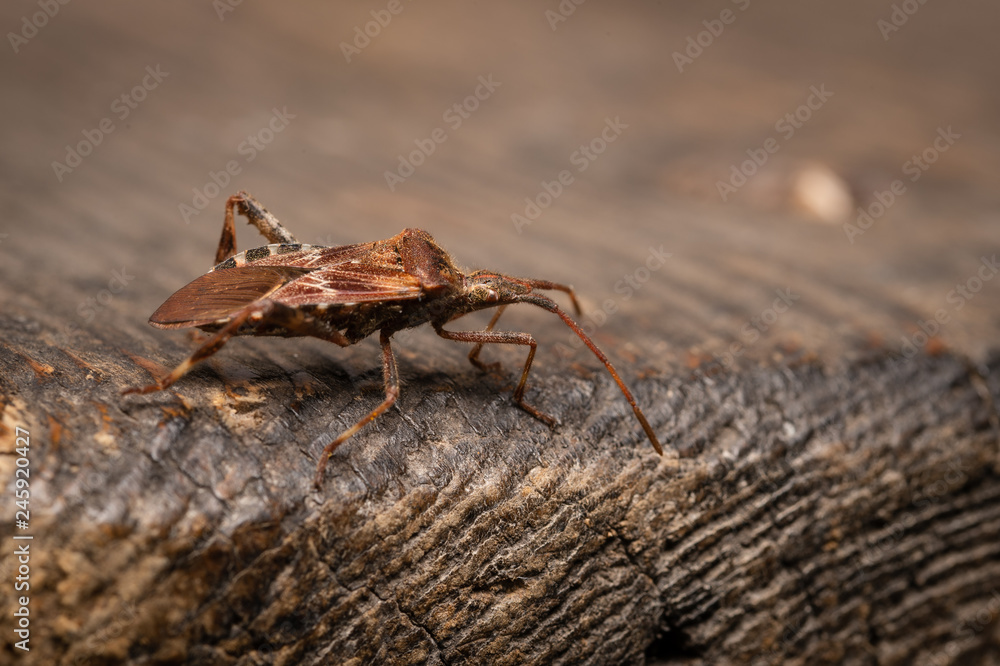 Wanze auf Holz