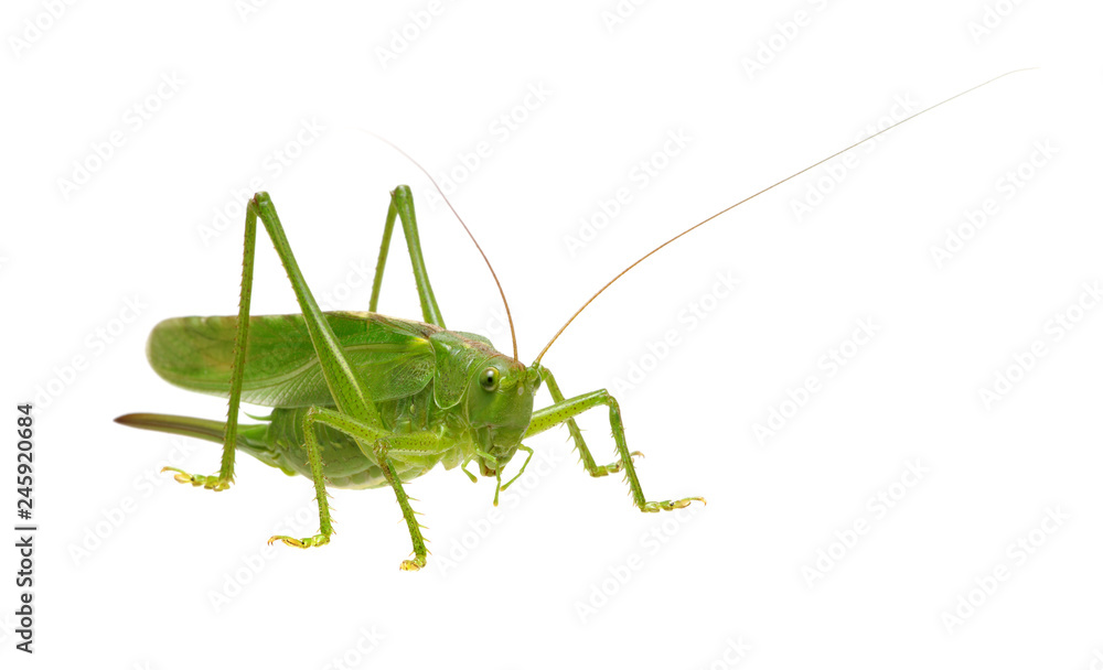 Green locust isolated on white Green locust isolated on white