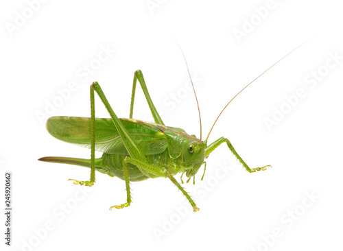 Green locust isolated on white