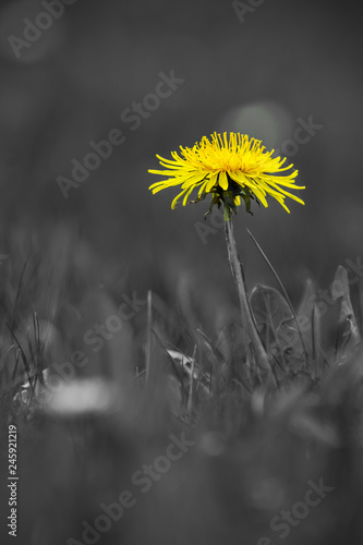 Wallpaper Mural Löwenzahn Blume Colour Key Torontodigital.ca