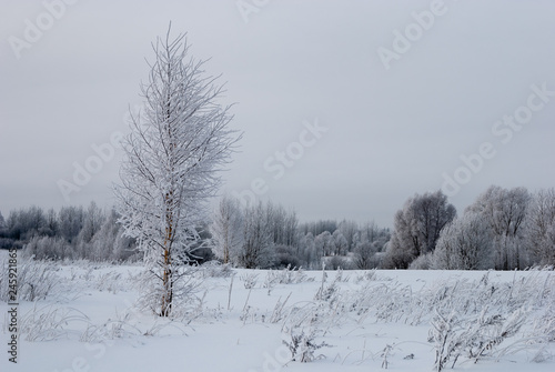 Wallpaper Mural Little birch on the field in hoarfrost against the backdrop of the forest and sky Torontodigital.ca