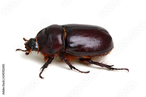 Beetle isolated on white © Alekss