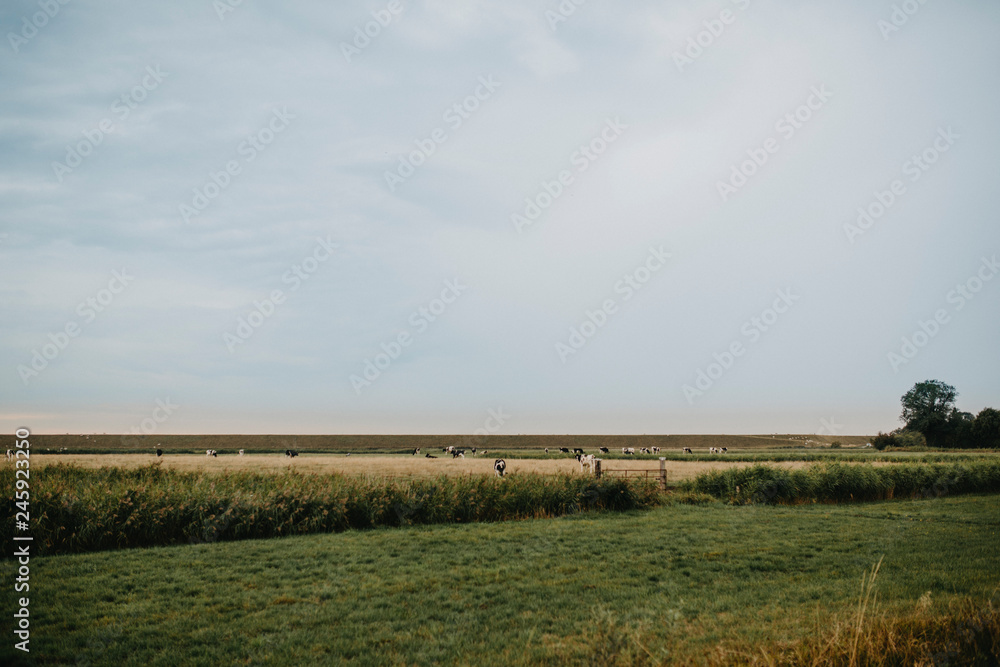 Nordfriesland, Deich, Natur, Ruhe, Frieden, Norddeutschland, Deutschland, retro, oldschool, filmfotografie, landleben, land , leben, windmühlen, energie, energiegewinnung, nachhaltig, nachhaltigkeit, 