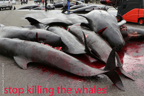 Tableau sur toile Killed black dolphins  on the wet pavement of the pier with the inscription sto