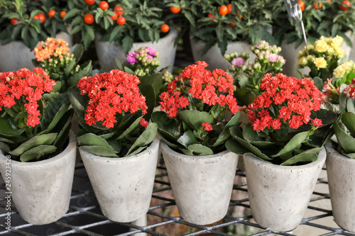 Row of potted coral red kalanchoe blossfeldiana plant in the garden shop.