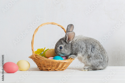 Photography bunny with easter eggs on white background
